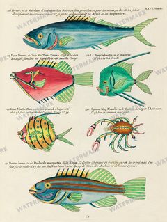 Fish Vintage Prints