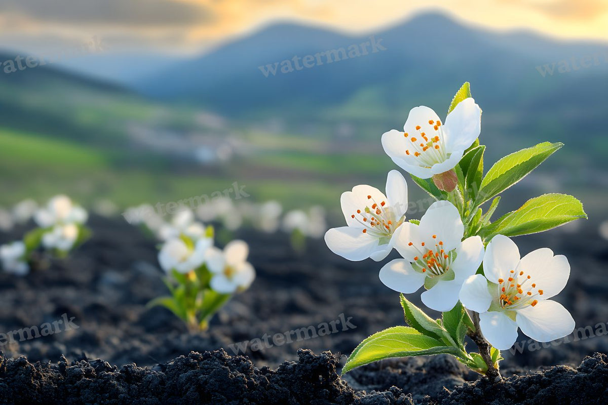Spring Blossom Escape Backdrop Images