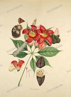 Botanical Plant Vintage Prints