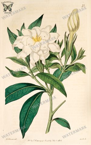Botanical Vintage Prints