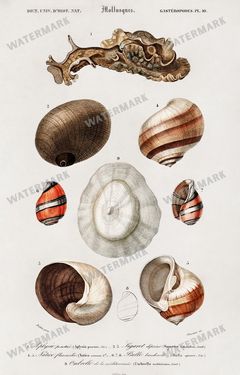 Dictionnaire Universel Dhistoire Naturelle Vintage Prints
