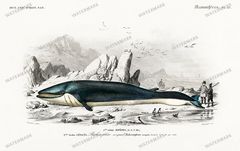 Dictionnaire Universel Dhistoire Naturelle Vintage Prints