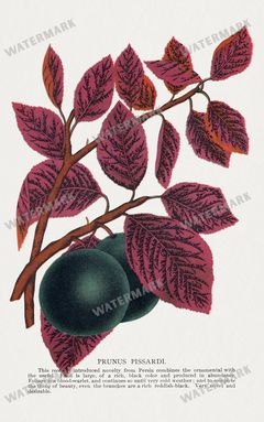 Folio Of Botanical Specimen Vintage Prints