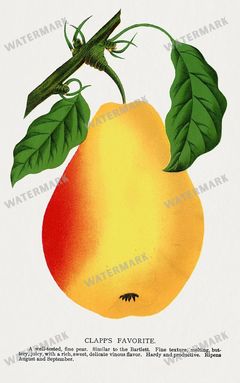 Folio Of Botanical Specimen Vintage Prints