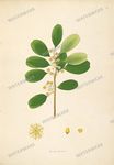 Botanical Plant Vintage Prints