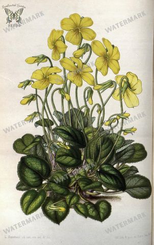 Botanical Vintage Prints