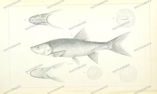Fauna Vintage Prints