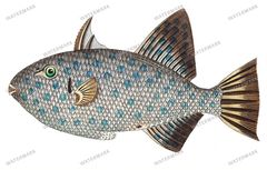 Fish Vintage Prints