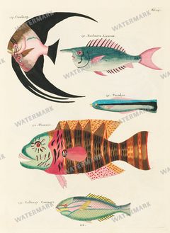 Fish Vintage Prints