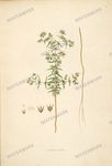 Botanical Plant Vintage Prints