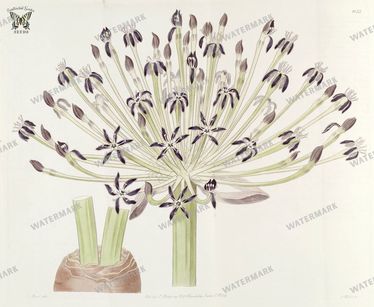 Botanical Vintage Prints