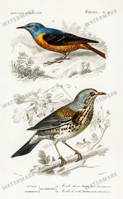 Dictionnaire Universel Dhistoire Naturelle Vintage Prints