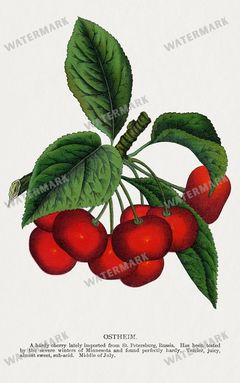 Folio Of Botanical Specimen Vintage Prints