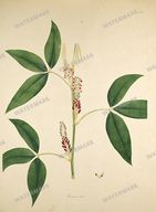 Botanical Plant Vintage Prints