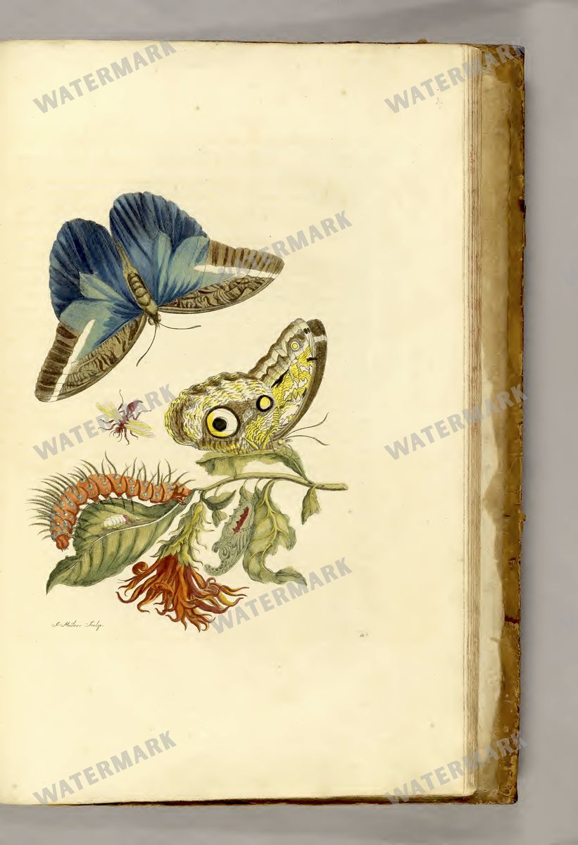 Botanical Vintage Prints