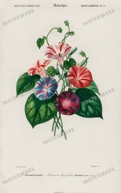 Dictionnaire Universel Dhistoire Naturelle Vintage Prints