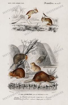 Dictionnaire Universel Dhistoire Naturelle Vintage Prints