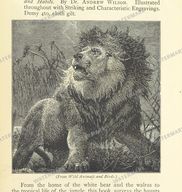 Fauna Vintage Prints