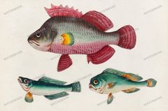 Fish Vintage Prints