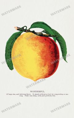 Folio Of Botanical Specimen Vintage Prints