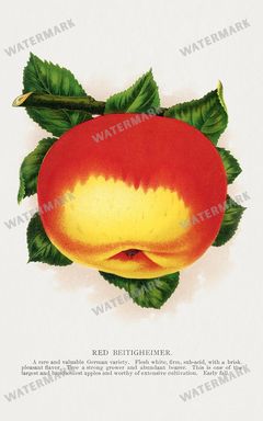 Folio Of Botanical Specimen Vintage Prints
