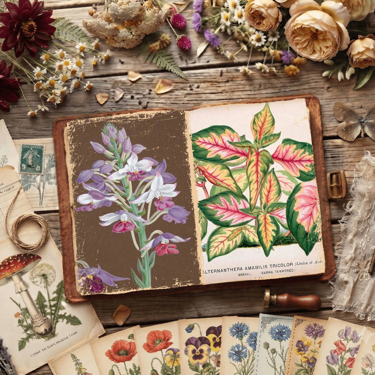 Botanical Illustrations Digital Papers