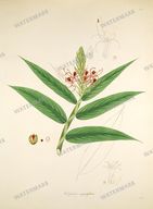 Botanical Plant Vintage Prints