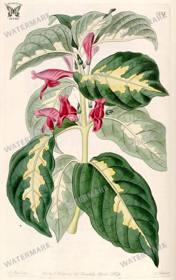 Botanical Vintage Prints