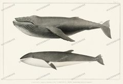 Fish Vintage Prints