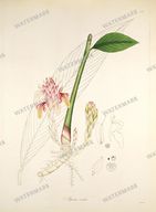 Botanical Plant Vintage Prints