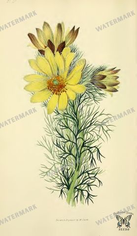 Botanical Vintage Prints