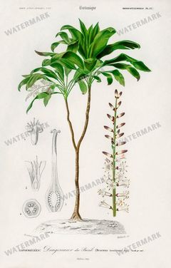 Dictionnaire Universel Dhistoire Naturelle Vintage Prints