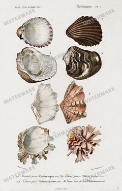 Dictionnaire Universel Dhistoire Naturelle Vintage Prints