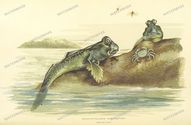Fauna Vintage Prints