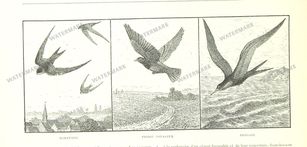 Fauna Vintage Prints