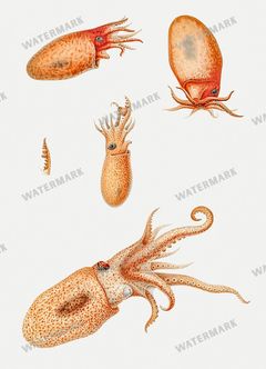 Fish Vintage Prints