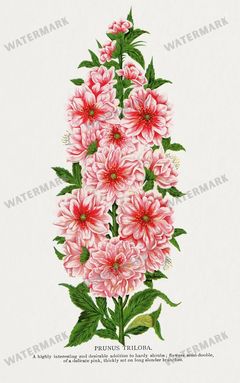 Folio Of Botanical Specimen Vintage Prints