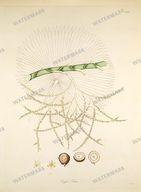 Botanical Plant Vintage Prints