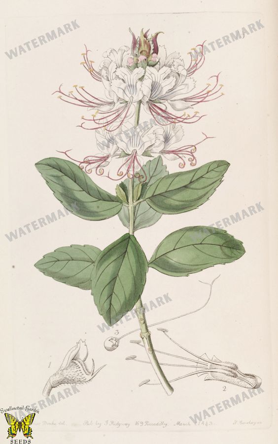 Botanical Vintage Prints