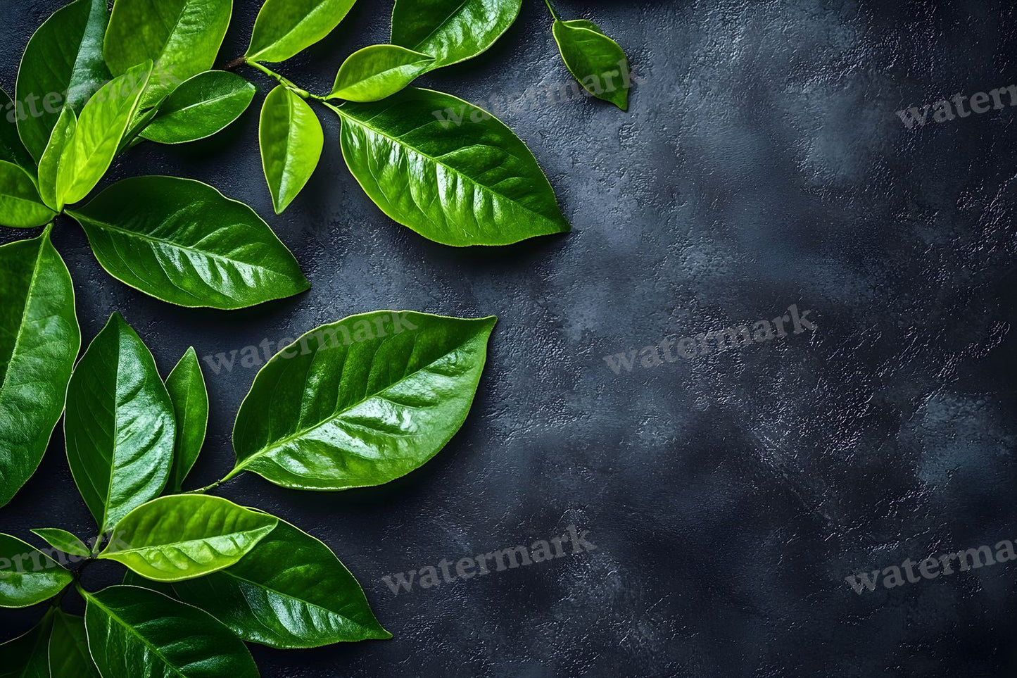 Coffee Shop Setting Backdrop Images