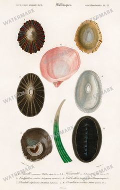 Dictionnaire Universel Dhistoire Naturelle Vintage Prints