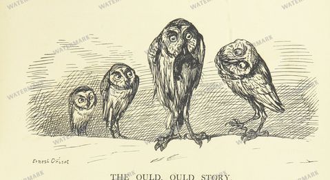 Fauna Vintage Prints