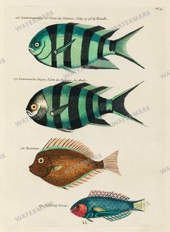 Fish Vintage Prints
