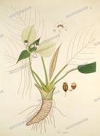 Botanical Plant Vintage Prints