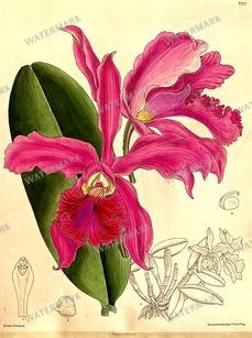 Botanical Vintage Prints