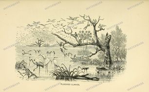 Fauna Vintage Prints