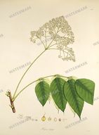 Botanical Plant Vintage Prints