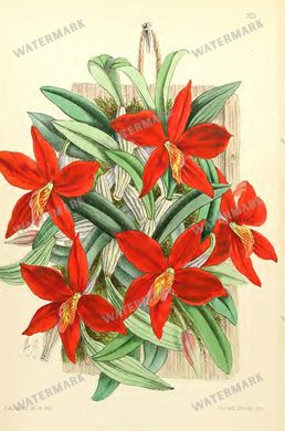 Botanical Vintage Prints
