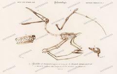 Dictionnaire Universel Dhistoire Naturelle Vintage Prints