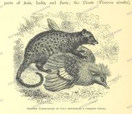 Fauna Vintage Prints